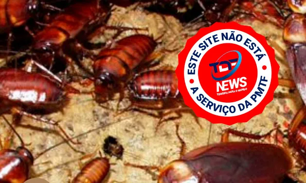 Ratos, baratas e urubus; os novos eleitores da Penélope e aliados Ratos, baratas e urubus; os novos eleitores da Penélope e aliados